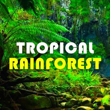 Tropical　Forest（トロピカルフォレスト）リキッド