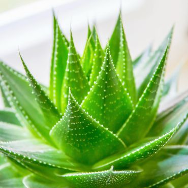 Aloe Vera(アロエベラ)リキッド
