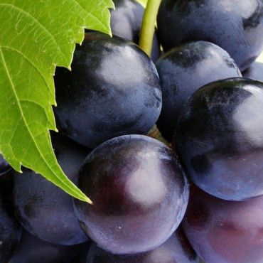 Grape(グレープ)リキッド