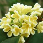 Blossom（ブロッサム）リキッド